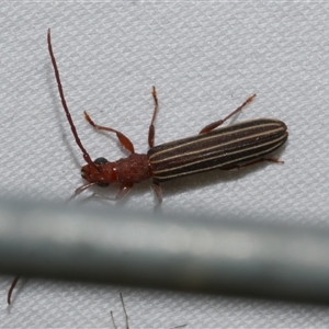 Syllitus rectus at Freshwater Creek, VIC - 18 Feb 2021 11:04 PM