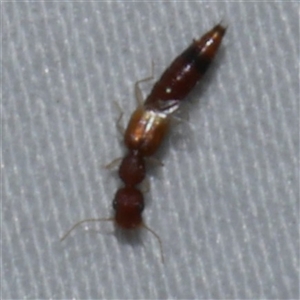 Astenus sp. (genus) at Freshwater Creek, VIC by WendyEM