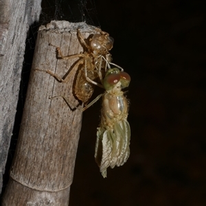 Anisoptera (suborder) at Freshwater Creek, VIC - 19 Feb 2021 11:06 PM