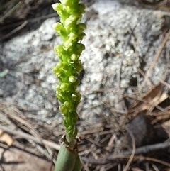 Microtis parviflora (Slender Onion Orchid) at Borough, NSW - 13 Oct 2024 by Paul4K