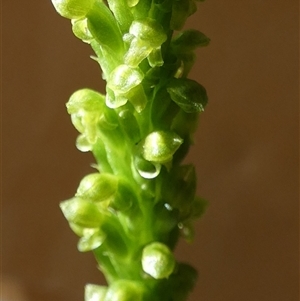 Microtis parviflora at Borough, NSW - suppressed