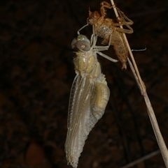 Anisoptera (suborder) at Freshwater Creek, VIC - 19 Feb 2021 by WendyEM