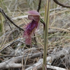 Calochilus platychilus (Purple Beard Orchid) at Borough, NSW - 13 Oct 2024 by Paul4K