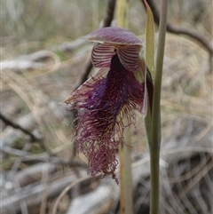 Calochilus platychilus at Borough, NSW - 13 Oct 2024