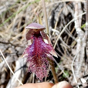 Calochilus platychilus at Borough, NSW - 13 Oct 2024