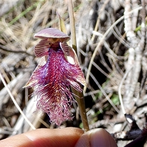 Calochilus platychilus at Borough, NSW - 13 Oct 2024