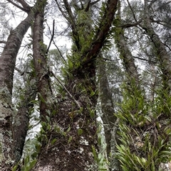 Unidentified Climber or Mistletoe at Dunbogan, NSW - 14 Oct 2024 by Nette