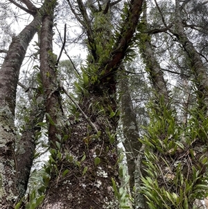 Unidentified Climber or Mistletoe at Dunbogan, NSW by Nette