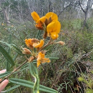 Unidentified Other Shrub at Dunbogan, NSW by Nette