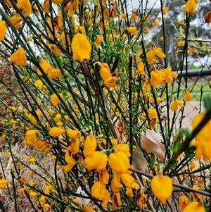 Spartium junceum (Spanish Broom ) at Richardson, ACT by MB