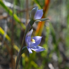 Cyanicula caerulea at Bumbaldry, NSW - 3 Oct 2024 by RobG1