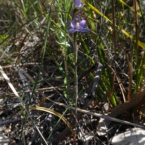 Thelymitra pauciflora at Bumbaldry, NSW - 3 Oct 2024