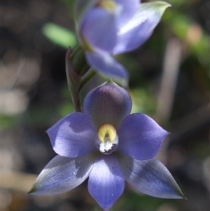 Thelymitra pauciflora at Bumbaldry, NSW - suppressed