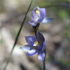 Thelymitra pauciflora at Bumbaldry, NSW - 3 Oct 2024