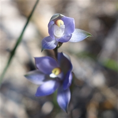 Thelymitra pauciflora at Bumbaldry, NSW - 3 Oct 2024