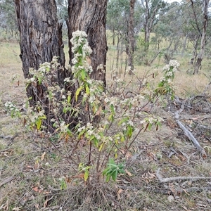 Olearia lirata at Isaacs, ACT - 15 Oct 2024 11:30 AM