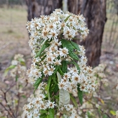 Olearia lirata at Isaacs, ACT - 15 Oct 2024 11:30 AM