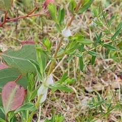 Cercopidae (family) (Unidentified spittlebug or froghopper) at Isaacs, ACT - 15 Oct 2024 by Mike