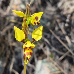 Diuris sulphurea at Tharwa, ACT - 12 Oct 2024