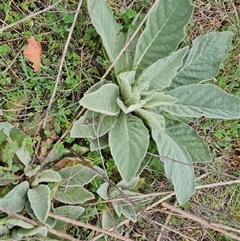 Verbascum thapsus subsp. thapsus (Great Mullein, Aaron's Rod) at Symonston, ACT - 15 Oct 2024 by Mike