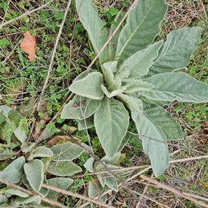 Verbascum thapsus subsp. thapsus at Symonston, ACT - 15 Oct 2024