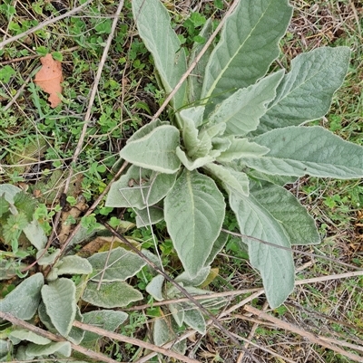 Verbascum thapsus subsp. thapsus (Great Mullein, Aaron's Rod) at Symonston, ACT - 15 Oct 2024 by Mike