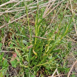 Oenothera stricta subsp. stricta (Common Evening Primrose) at Isaacs, ACT by Mike