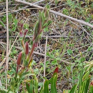 Oenothera stricta subsp. stricta at Isaacs, ACT - 15 Oct 2024 11:53 AM