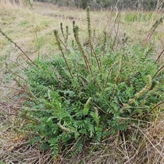 Acaena x ovina (Sheep's Burr) at Isaacs, ACT - 15 Oct 2024 by Mike