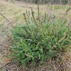 Acaena sp. at Isaacs, ACT by Mike