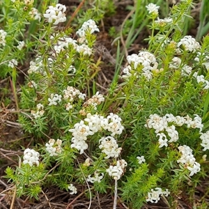 Asperula conferta (Common Woodruff) at Isaacs, ACT by Mike