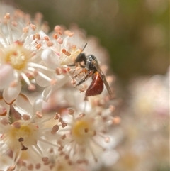 Exoneura sp. (genus) (A reed bee) at Broulee, NSW - 14 Oct 2024 by PeterA