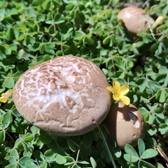 Agrocybe praecox group at Murrumbateman, NSW - 10 Oct 2024 by Teresa