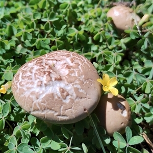 Agrocybe praecox group at Murrumbateman, NSW - 10 Oct 2024