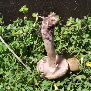 Agrocybe praecox group at Murrumbateman, NSW - 10 Oct 2024