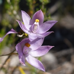 Thelymitra nuda (Scented Sun Orchid) at Cowra, NSW - 3 Oct 2024 by RobG1