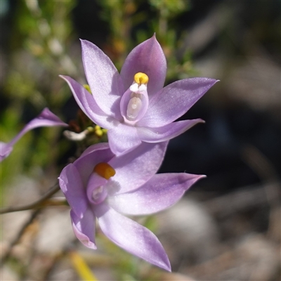 Thelymitra nuda at Cowra, NSW - 3 Oct 2024 by RobG1