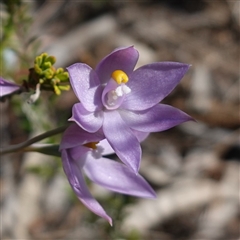 Thelymitra nuda at Cowra, NSW - 3 Oct 2024