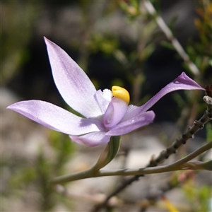 Thelymitra nuda at Cowra, NSW - suppressed