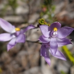 Thelymitra nuda at Cowra, NSW - suppressed