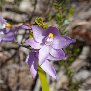 Thelymitra nuda at Cowra, NSW - suppressed