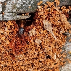 Camponotus consobrinus (Banded sugar ant) at Isaacs, ACT - 15 Oct 2024 by Mike