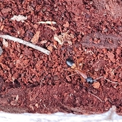 Camponotus consobrinus at Isaacs, ACT - 15 Oct 2024