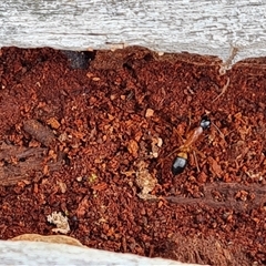 Camponotus consobrinus at Isaacs, ACT - 15 Oct 2024