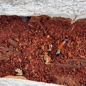 Camponotus consobrinus at Isaacs, ACT - 15 Oct 2024