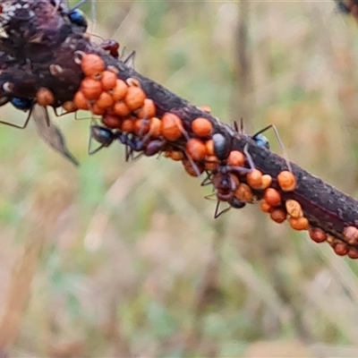 Eriococcus coriaceus (Gumtree Scale) at Isaacs, ACT - 15 Oct 2024 by Mike