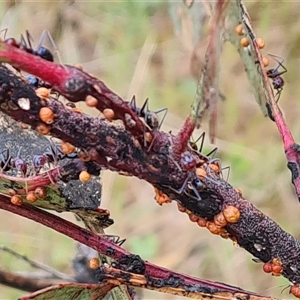 Iridomyrmex purpureus (Meat Ant) at Isaacs, ACT by Mike