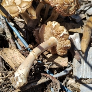 Agrocybe praecox group at Murrumbateman, NSW - 10 Oct 2024