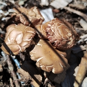 Agrocybe praecox group at Murrumbateman, NSW - 10 Oct 2024