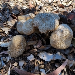 Agrocybe praecox group at Murrumbateman, NSW - 10 Oct 2024 by Teresa